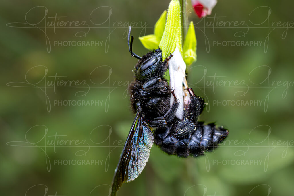 L'abeille charpentière (Xylocopa violacea), aussi appelée xylocope violet ou bourdon noir est une grosse abeille solitaire de couleur noire