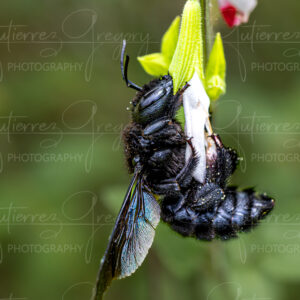 Abeille - L'abeille charpentière (Xylocopa violacea)